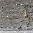 IndianPondHeron_OM01662
