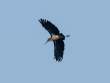 LesserAdjutantStorkFarAway_OM01669