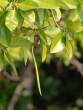MangrovePropagule_OM01652
