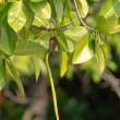 MangrovePropagule_OM01652