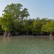 Mangroves_OM53575