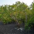 Mangroves_OM53608