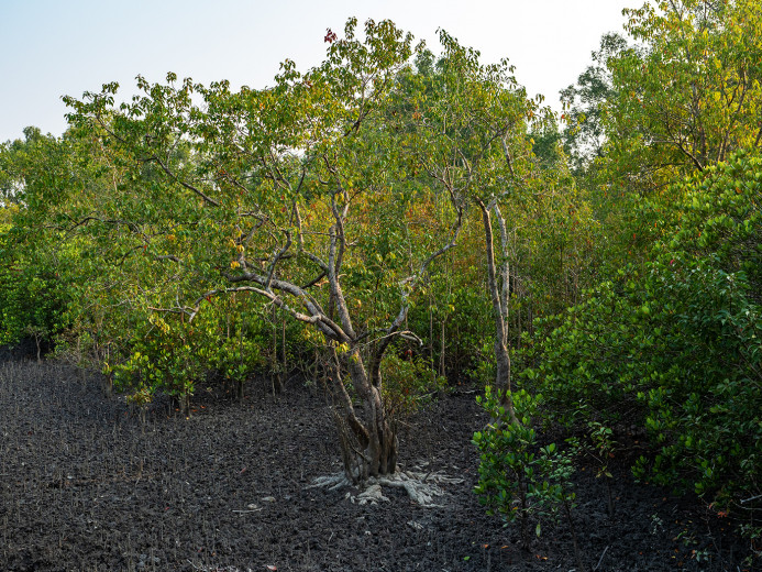 Mangroves_OM53608