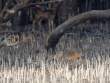 MonkeyDeer_OM01654