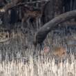 MonkeyDeer_OM01654