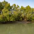 Riverbank_OM53533