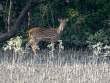 SpottedDeer_OM01633
