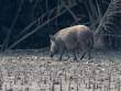 WildBoar_OM01627