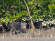 WildBoar_OM01648