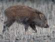 WildBoar_OM01694