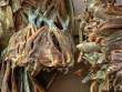 BiggerDriedFish_OM54359