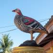 Bird_OM54431