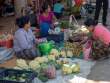 PickingTomatoes_OM54263