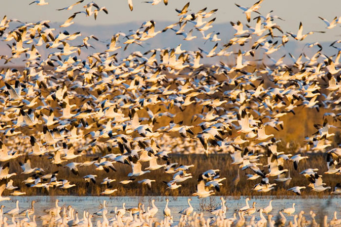 Snow geese, "spooked" in late afternoon