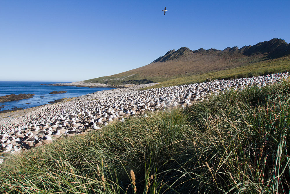 Black-browed albatross colony, Steeple Jason in the Falklands