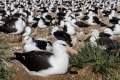 Black-browed albatross colony, Steeple Jason in the Falklands