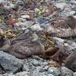 Eider ducks, nap time, Flatey Island, Iceland