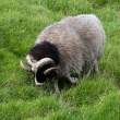 Sheep, Flatey Island, Iceland