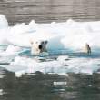 Polar bear (also known as ice bear), Greenland