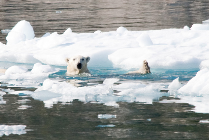 Polar bear (also known as ice bear), Greenland