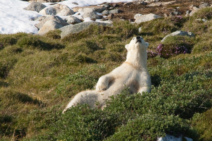 Bear relaxing, Napassorssuaq Fjord, East Greenland