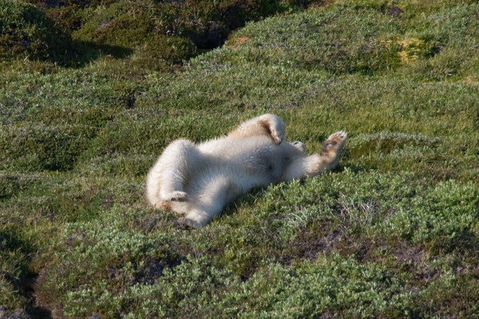 Bear, Napassorssuaq Fjord, East Greenland