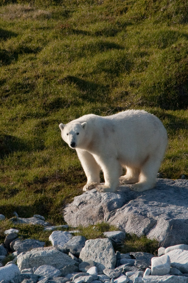 Bear, Napassorssuaq Fjord, East Greenland