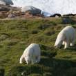 Bears grazing, Napassorssuaq Fjord, East Greenland
