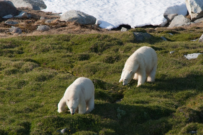 Bears grazing, Napassorssuaq Fjord, East Greenland