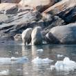 Polar bears leaving water, Napassorssuaq Fjord, East Greenland