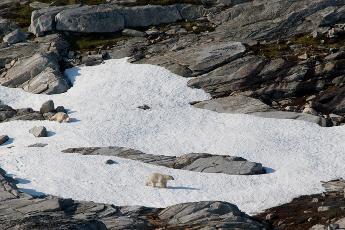 Polar bears on snow, Napassorssuaq Fjord, East Greenland
