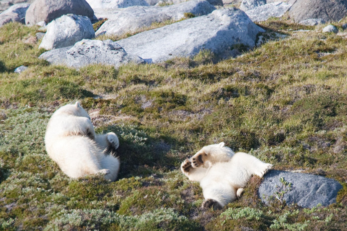 Bears relaxing, Napassorssuaq Fjord, East Greenland