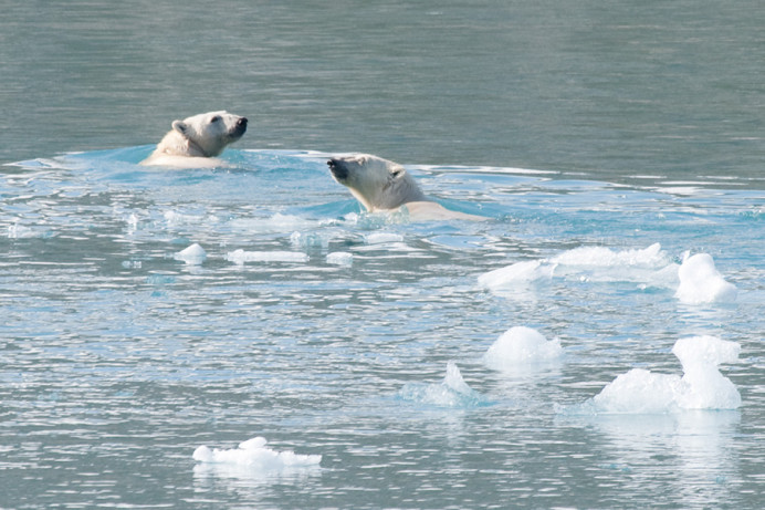 Polar bears swimming, near Clipper Adventurer.