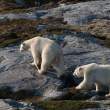 Bears, Napassorssuaq Fjord, East Greenland
