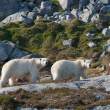 Polar bears, Napassorssuaq Fjord, East Greenland