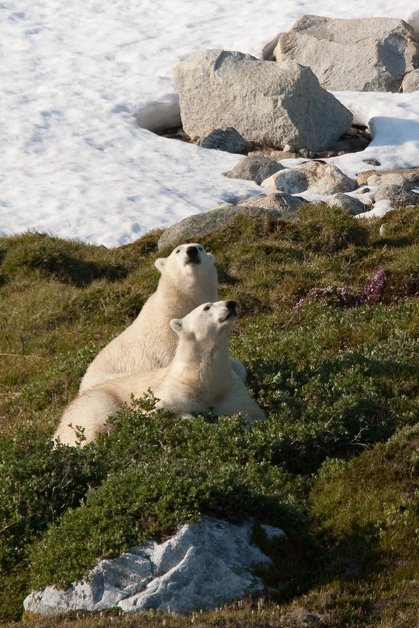 Bears, Napassorssuaq Fjord, East Greenland