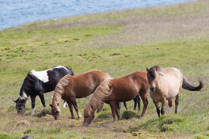 Icelandic horses. No horses have been brought into Iceland for nine centuries.