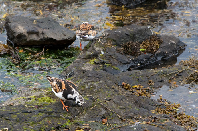 Ruddy turnstones, breeding plumage. Flatey Island, Iceland