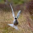 Arctic tern defending nest area, Flatey Island, Iceland