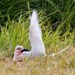 Arctic tern with food for chick, Flatey Island, Iceland