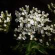 Small white flowers, Brattahlid, Greenland