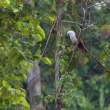 BrahminyKite_OM18066