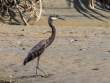 Heron_OM19365