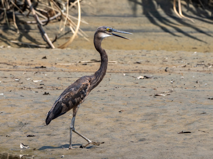 Heron_OM19365