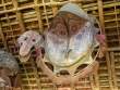 KL_Masks_OM69649