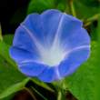 MorningGlory_OM17989