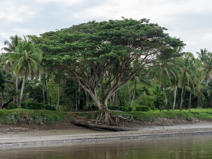 RainTree_OM68581
