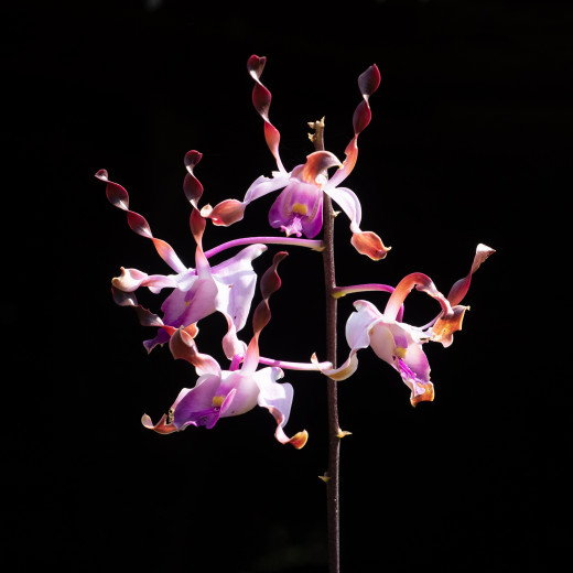 SepikBlueOrchid_OM69443