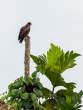 WhistlingKite_OM18182
