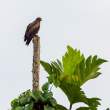 WhistlingKite_OM18182